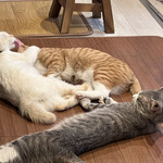 保護猫カフェ ひだまり号 - お昼寝中のお猫様