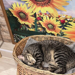 保護猫カフェ ひだまり号 - お昼寝中のお猫様