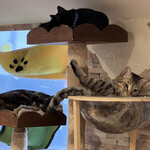 保護猫カフェ ひだまり号 - お昼寝中のお猫様