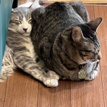 保護猫カフェ ひだまり号 - お昼寝中のお猫様