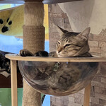 保護猫カフェ ひだまり号 - お昼寝中のお猫様
