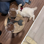 保護猫カフェ ひだまり号 - ドリンク置きテーブル