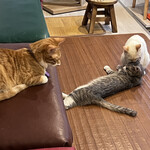 保護猫カフェ ひだまり号 - お昼寝中のお猫様