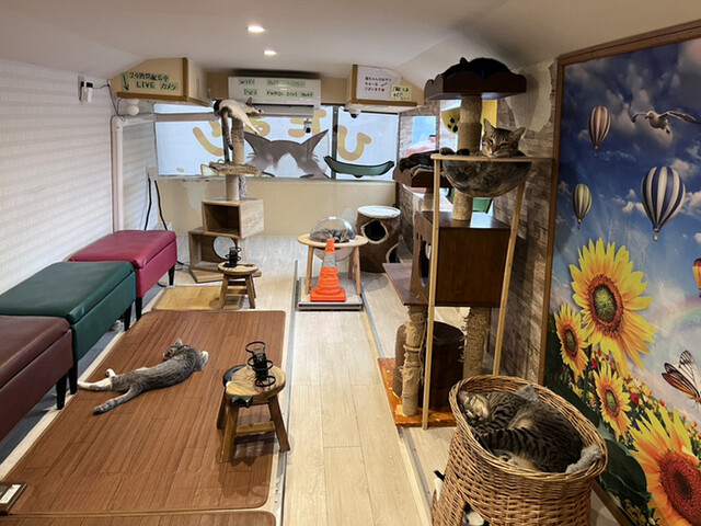 Hogoneko Cafe Hidamari Go photo 4