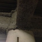 楽園ビアガーデン - 