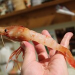 シロクマ食堂 - 