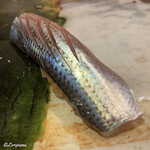 らん亭～ 美日庵 - 小鰭