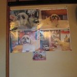 よしだ - 店内には愛犬？の写真が。