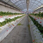 花立山ファーム - いちご