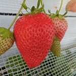 花立山ファーム - いちご