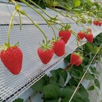 花立山ファーム - いちご
