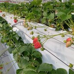 花立山ファーム - いちご