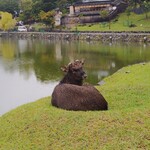 DINING ROOM IN THE NARAMACHI - 猿沢池の主。実は超怖いオス鹿❗コワ〜イ❗牛のようにデッカイ❗次男の鹿せんべいを見たら次男に突進、突き飛ばされた次男は飛んじゃって、白いズボンが真っ黒に❗私は怖くて、逃げた。この鹿だけは遭いたくないね…