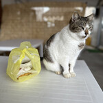 中本鮮魚店 - 隣のイートスペースで猫とツーショット