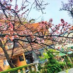 ブリーズベイシーサイドリゾート熱海 - 終わりかけの桜