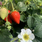 内山いちご園 - 