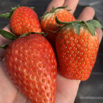 内山いちご園 - 