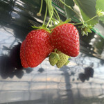 内山いちご園 - 