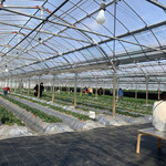 内山いちご園 - 