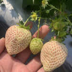 内山いちご園 - 