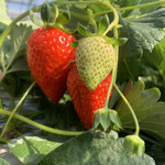 内山いちご園 - 