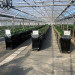 内山いちご園 - 