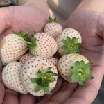 内山いちご園 - 