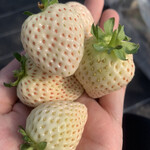 内山いちご園 - 