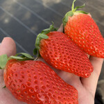 内山いちご園 - 