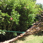 島やさい食堂 てぃーあんだ - 庭には南国らしい植物が植えられています。咲いているのはハイビスカス。