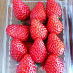 ちはる農園 - 紅ほっぺ