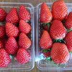 ちはる農園 - 紅ほっぺ・かおり野