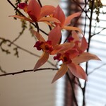 かわ村 - 蘭と藤