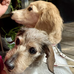 フロックス ローカル マーケット - お客さんが連れられていたかわいいわんこ達…