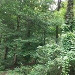 タヴェルナ トリフォッリオ - 外の森(⁠*⁠´⁠ω⁠｀⁠*⁠)