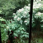 タヴェルナ トリフォッリオ - 窓から見える森◝⁠(⁠⁰⁠▿⁠⁰⁠)⁠◜⁠