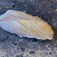 小判寿司 棚倉 - サヨリ