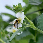 軽井沢ガーデンファームいちご園 - 