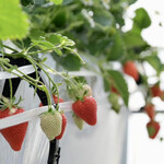 軽井沢ガーデンファームいちご園 - 