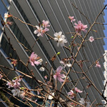 ピエール マルコリーニ - 白とピンクが可愛らしい