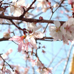 ピエール マルコリーニ - 銀座と日本橋の間には開花した桜も