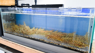 糸島食堂 - 水槽