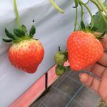 岩村いちご農園 - 料理写真: