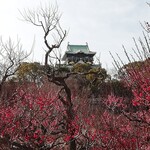 酒の やまもと - 大阪城梅林の帰り