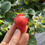 姫路ハートフル観光農園 - 