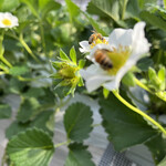 姫路ハートフル観光農園 - 