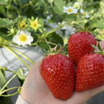 姫路ハートフル観光農園 - 