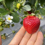 姫路ハートフル観光農園 - 