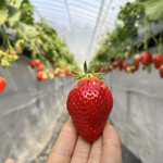 姫路ハートフル観光農園 - 