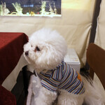 リストランテ ピッツェリア ジャンカルロ トウキョウ - トリュフ香に真剣な眼差し